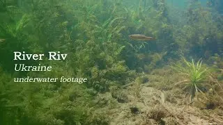 River Riv at town Bar, Ukraine. Beautiful underwater biotope