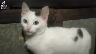 Me pet Steel Soul my love cat