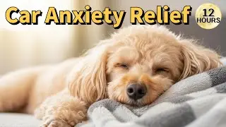 🐶🚗 Car Ride Anxiety Relief for Dogs &ndash; 12 Hours of Calming Music