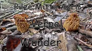 Verpel - Wunder - Pilze Mitte April