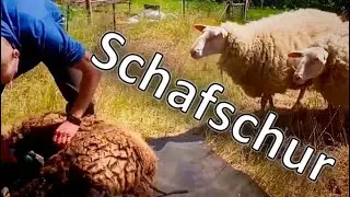 Wie schere ich meine Schafe? 🐑 Schafschur 🐏 Schafhaltung
