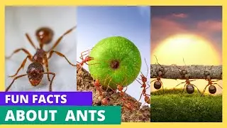 10 Amazing Ant Facts Every Young Explorer Should Know! 🐜🌍