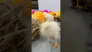 Funny chicks running around grass 😆 #funny #funnychicks #funnyanimals