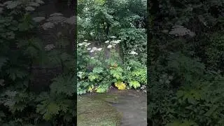 Giant Hogweed plants reaching nearly 5 metres tall #toxic #hogweed