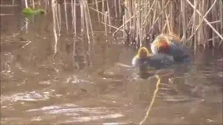 Eurasian Coots feeding their young.