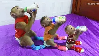 Three Little Monkey Dodo, Donal And Moly Compell