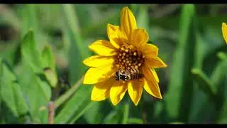 Syrphid fly - Copestylum vittatum