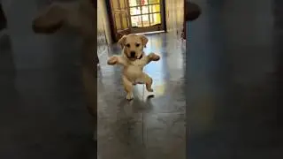 Funny dog dance || Labra Coco || #shorts#youtubeshorts#trending#funny#doglover#cute#viralvideo