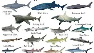 SHARK DAY CELEBRATION 🦈&hearts;️#trendingshorts #marinecreatures #youtubeshorts #youtube #marinespecies