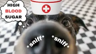 A Nose For Health: How Dogs Can SMELL YOUR BLOOD SUGAR Levels