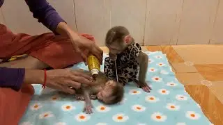 Loving Care for Baby Monkey | Sweet Monkey Bonding Moments 🐒💕