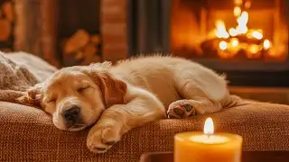 Dog Calming Music 🎵 Anti-Anxiety Dog Music 🎵🐶 Soothing Anti-Anxiety Music for Nervous Dogs