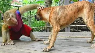 AMAZING SokYaa and Tiger Having Fun Together WHOLESOME Animal Content