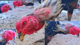 Ayam rakus agresif pejantan besar mengawasi betina makan dengan bringasss
