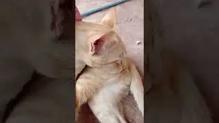 [cat] เจ้าม่อน