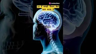 Understand in 3D: How does the brain work? #facts #BrainHealth #Neuroscience #3DAnimation #hindie...