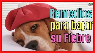 CÓMO BAJAR LA FIEBRE A UN PERRO CON REMEDIOS CASEROS 🔥 Y MEDICAMENTOS EN CASA