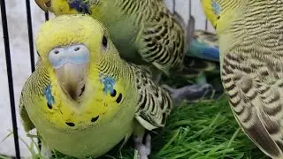 Budgie Boss Mode 🐦🎮 | #Viral #Gaming #budgielife