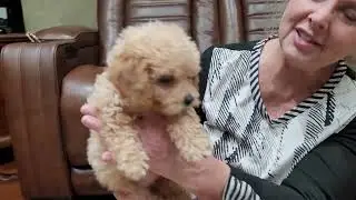 3 Mini Labradoodles ready now 1 male 2 females.