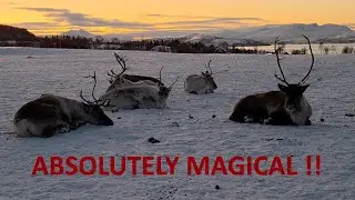 Tromsø reindeer and Sami experience