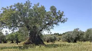 O Barrocal Algarvio