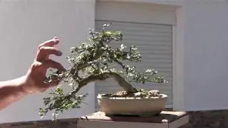 Bonsai Zero Olmo marzo 2019