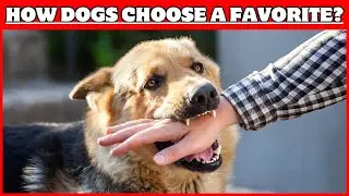 How Dogs Choose Their Favorite Person