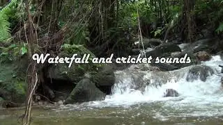 Waterfall and Cricket Sounds || 1 Hour Stream Sounds For Relaxation