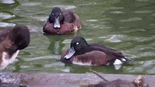 Endangered Baer's pochard courtship