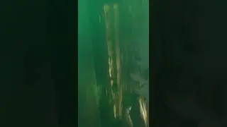 #true seal #sealife#Морской леопард #アザラシ