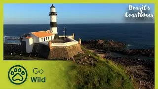 The East | Brazil's Coastlines 3/5 | Go Wild