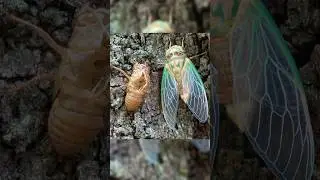 Цикады | Жизненный цикл цикад