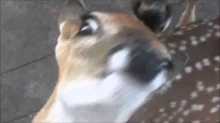 Jojo's Hihg Speed Adventure (with Deers)
