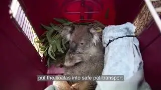 Koala Bushfire Appeal - Megafires 2019/2020