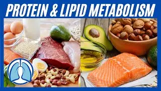 Understanding Protein & Lipid Metabolism