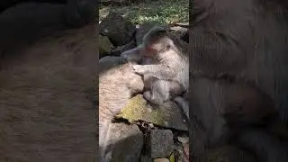 Angkor Monkey Family, #1141. #shorts