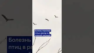 Журавли в Германии умирают от птичьего гриппа