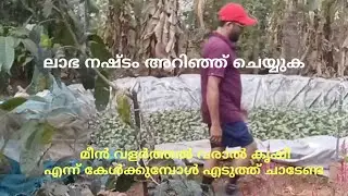 വരാൽ കൃഷിയിലെ നഷ്ടവും ലാഭവും എങ്ങനെ എനിക്കറിയാവുന്ന രീതി പറയാം/mpgarden/malayalam