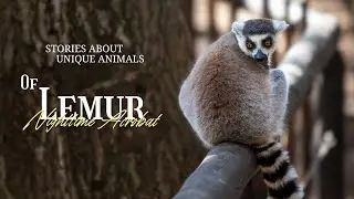 Lemur : Madagascar&rsquo;s Playful Dancing Primates!