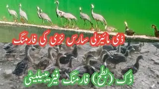 Duck farming feasibility//Fancy birds farming//River Ducks,, Chenab Ducks,, Demoiselle crane farming