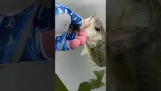 Largemouth Bass Catch and release: How to ensure a successful fishing trip #shorts