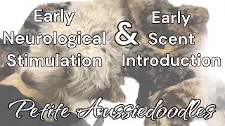 Petite Aussiedoodle Pups | Early Neurological Stimulation/Early Scent Introduction | MillieXPickles