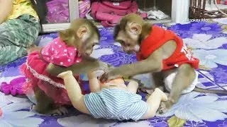 Baby Monkey Mori Happy Learn To Play And Share Toy With Dodo In Room
