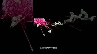 真菌 Abortiporus biennis 的學名是什麼？ #shorts