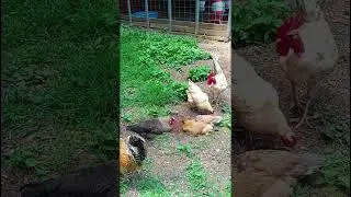 Alpha rooster.#drama #farm #rooster #chickens #shorts