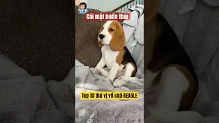 Top 10 th&uacute; vị về ch&oacute; beagle #top10thuvi #pets #dongvat #top10 #animals #funny #ch&oacute; #dog #beagle