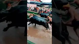 Kambala!! A religious buffalo race in coastal Karnataka. #kambala #race #karnataka #udupi #travel