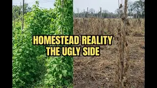 Nobody Talks about this Part of Homesteading - Oklahoma #gardening #1acre #diy #cleanup #manuallabor