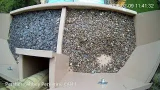 Pershore Abbey Peregrine Watch