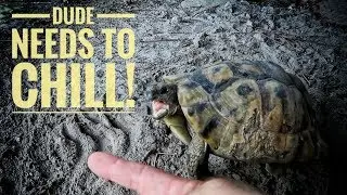 Why is my TORTOISE SO AGGRESSIVE?